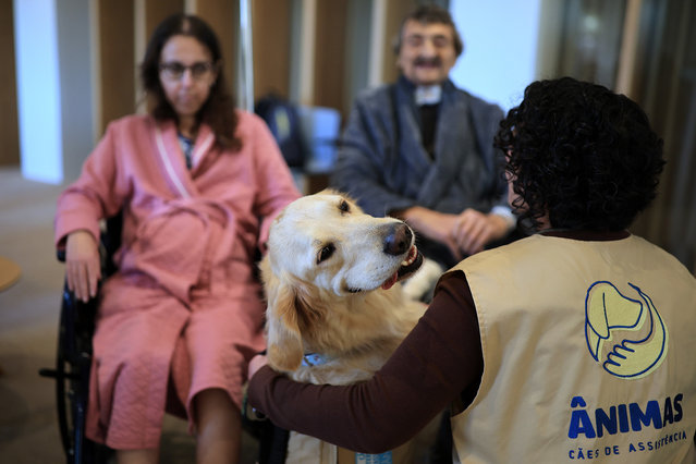 Since October, patients undergoing palliative care at the Portuguese Institute of Oncology (IPO) in Porto have received weekly visits from assisted intervention dogs, a support that users, family members and professionals guarantee helps to minimize suffering, December 2, 2024. (Photo by Estela Silva/LUSA)