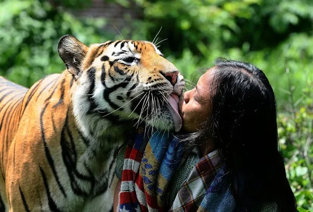 Tiger And Man Best Friends