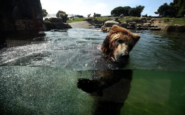 A grizzly bear swims in a pool at the Oakland Zoo on April 16, 2020 in Oakland, California. Since the Oakland Zoo has been closed to the public during the shelter in place, they are offering a subscription based service that will feature five weekly behind the scenes live streamed interactive programs that will feature animal keepers and their animals. Viewers are able to interact with the keepers by submitting questions to about the animals. (Photo by Justin Sullivan/Getty Images)