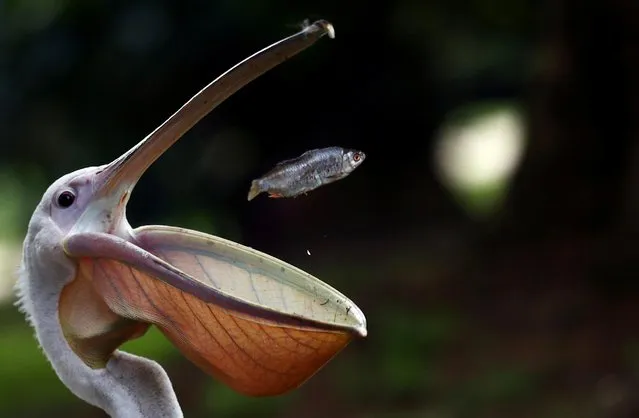 A pelican catches a fish during feeding time in St. James's Park in London, Britain on August 21, 2019. (Photo by Hannah McKay/Reuters)