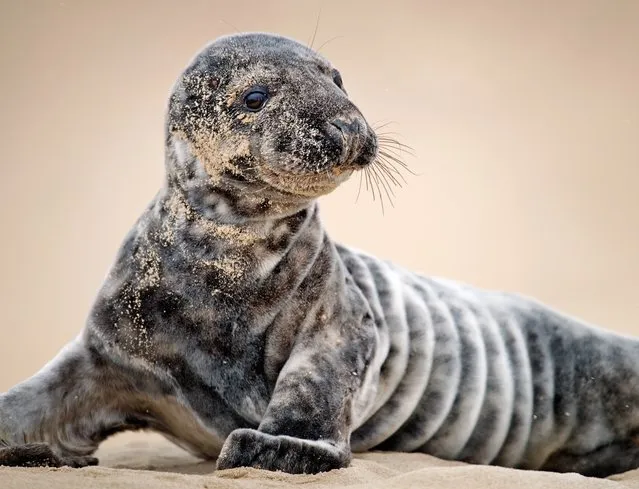 A gray seal pup. (Photo by Kevin Fleming)
