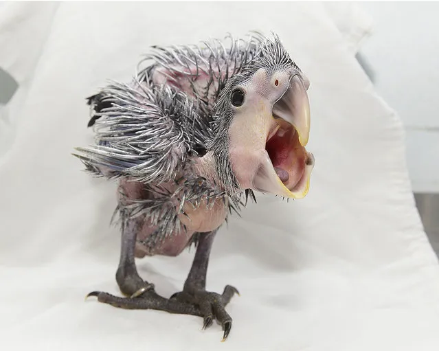Jurong Bird Park's Goliath palm cockatoo chick squawking. (Photo by Wildlife Reserves Singapore)