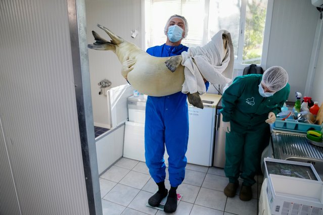 Nikitas Vogiatzis, left, holds Renos-Pantelis, a 5-month-old monk seal, as Virginia Psaromanolaki, a veterinary doctor of MOm checks the weight of the animal at the Attica Zoological Park, in eastern Athens, Greece, Monday, February 17, 2025. (Photo by Thanassis Stavrakis/AP Photo)