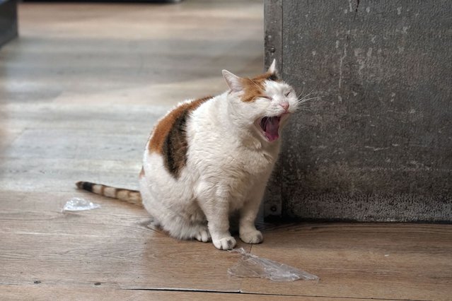 Marshmellow yawns while wandering the aisles at Deli & Grill, on New York's Upper East Side, Wednesday, March 12, 2025. (Photo by Richard Drew/AP Photo)