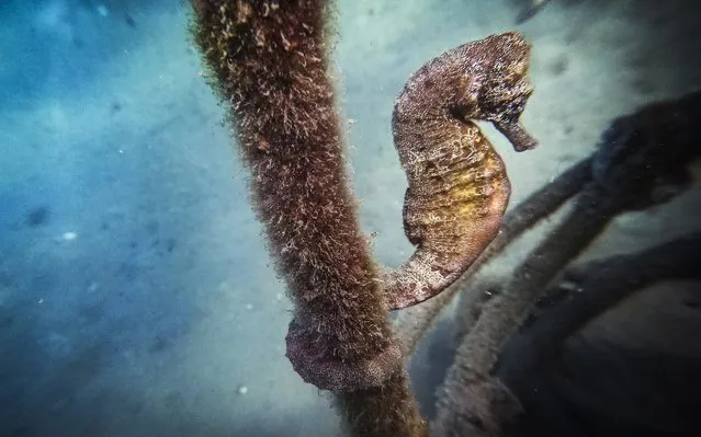 A seahorse in the depth of the Mediterranean sea in the coastal town of Olympos, in Antalya, Turkey on October 5, 2019. The ancient site of Olympos located in Antalya province and is an ancient Lycian-Roman town along the beach. Olympos, with its long history, ancient city remains, bungalows, the beach hosts caretta caretta eggs and alternative sport activities hosts the discovery enthusiasts and campers. (Photo by Ozge Elif Kizil/Anadolu Agency via Getty Images)