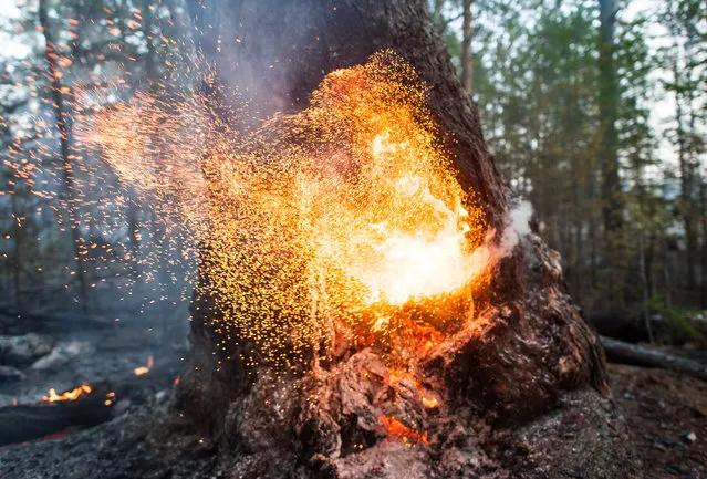 A forest fire in central Yakutia (Sakha Republic), Russia on June 2, 2020. (Photo by Yevgeny Sofroneyev/TASS)