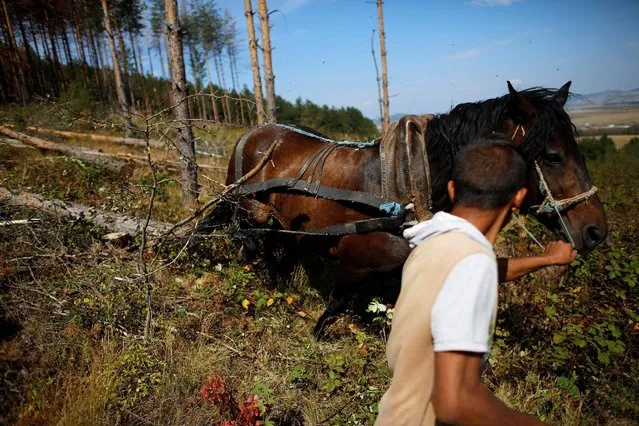 A worker leads a horse pulling a pine tree before cleaning up the area after the tree, which was affected by bark beetle attacks, was cut down near the town of Breznik, Bulgaria, September 8, 2016. (Photo by Stoyan Nenov/Reuters)