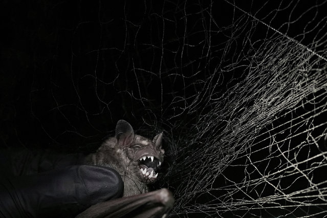 A scientist from the Smithsonian Tropical Research Institute captures a bat for research in Gamboa, Panama, Sunday, June 1, 2025. (Photo by Matias Delacroix/AP Photo)
