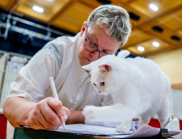 Fergan Lucky Luciano, a blue eyed white British Shorthair kitten is judged during the GCCF Lakeland and District Cat Club Championship Show at Kendal Leisure Centre on June 21, 2025 in Kendal, England. (Photo by Shirlaine Forrest/Getty Images)