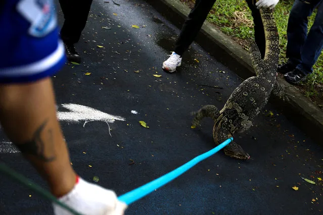 Park workers catch a monitor lizard at Lumpini park in Bangkok, Thailand, September 20, 2016. (Photo by Athit Perawongmetha/Reuters)