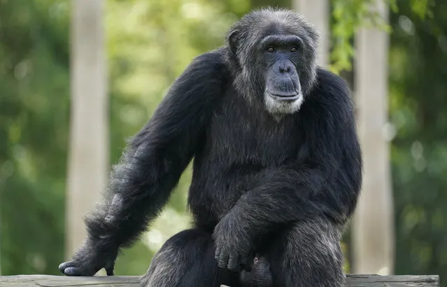 A chimpanzee looks out of his enclosure as visitors trickle into Zoo Miami, Tuesday, September 15, 2020, in Miami. The zoo reopened Tuesday as Miami-Dade and Broward counties moved to Phase 2 of reopening on Monday. (Photo by Wilfredo Lee/AP Photo)