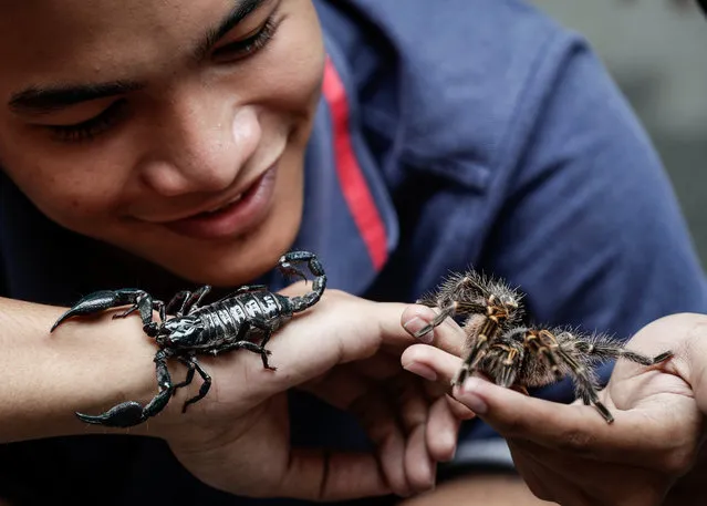 Macoy Valdez shows his pets, a longimanus scorpion and a tarantula spider fall after a mass blessing of pets at a church in Manila, the Philippines, 01 October 2017. Pets and animal blessing rites are conducted on the first Sunday of October in honor of Saint Francis of Assisi, the patron saint of animals. (Photo by Mark R. Cristino/EPA/EFE)
