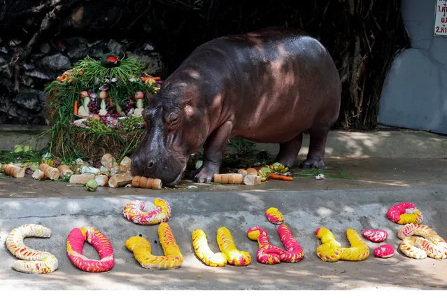 A female hippopotamus named “Mali”, which means Jasmine, eats fruits arranged to look like a cake during her 50th birthday celebration at Dusit Zoo in Bangkok, Thailand September 23, 2016. (Photo by Chaiwat Subprasom/Reuters)