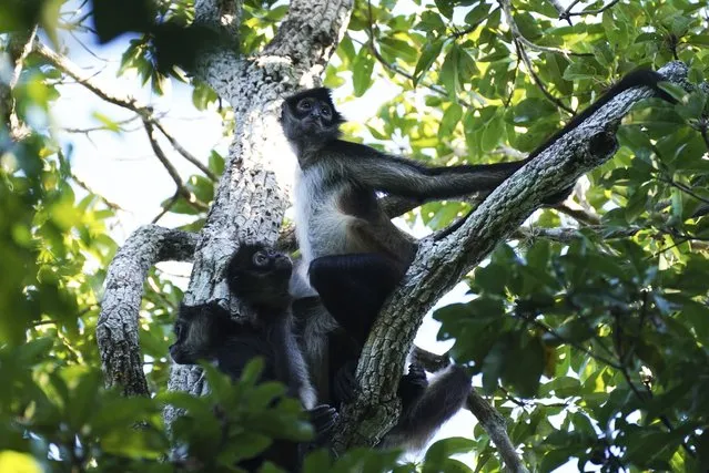 Spider monkeys sit in a tree in the Calakmul Biosphere Reserve in the Yucatan Peninsula of Mexico on Tuesday, January 10, 2023. (Photo by Marco Ugarte/AP Photo)
