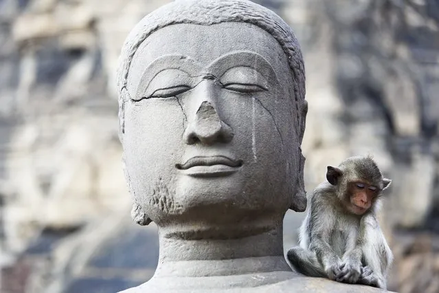 A long-tailed macaque naps on a religious statue after eating during the annual Monkey Buffet Festival at the Pra Prang Sam Yot temple in Lopburi,  north of Bangkok November 30, 2014. (Photo by Damir Sagolj/Reuters)