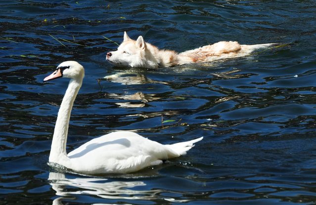 A dog swims next to a swan as he cools off in the Seine river in Paris, Thursday, August. 7, 2025. (Photo by Michel Euler/AP Photo)