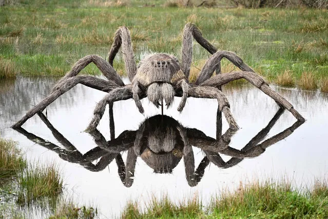 This photograph taken on December 27, 2023  shows the sculpture by French artists Regis Poisson and  Sophie Prestigiacomo of the fishing spider “Dolomedes” displayed at the biodiversity observation park in La Gacilly, western France. (Photo by Damien Meyer/AFP Photo)