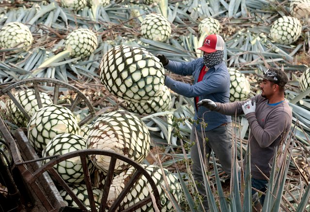 Jimadores (persons who work in the agave plant) carry agave pineapples at an agave plantation in Tequila, Jalisco State, Mexico, on April 16, 2024. The city of Tequila celebrates in 2024 50 years of the Denomination of Origin of Tequila, which offers consumers the guarantee of authenticity of the products that bear this name and is supported by the Mexican Official Standard that contains the specifications for making, bottling, and marketing tequila. (Photo by Ulises Ruiz/AFP Photo)