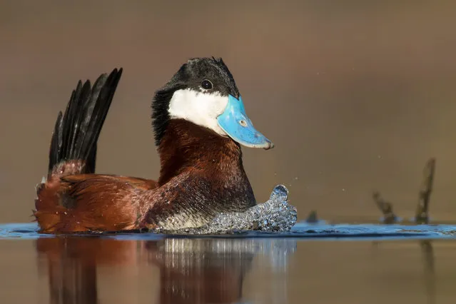 Ruddy duck, British Columbia, Canada. (Photo by Jess Findlay/BPOTY/Cover Images/The Guardian)
