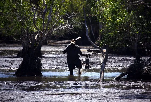 Australian Aboriginal hunter Robert Gaykamangu of the Yolngu people carries a Magpie Goose he successfully shot in a billabong near the “out station” of Ngangalala, located on the outksirts of the community of Ramingining in East Arnhem Land November 23, 2014. (Photo by David Gray/Reuters)