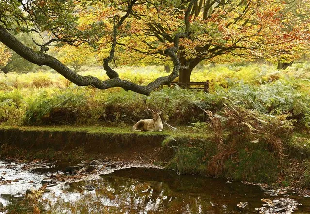 A deer rests by a river in Bradgate Park in Newtown Linford, central England, October 27, 2015. (Photo by Darren Staples/Reuters)