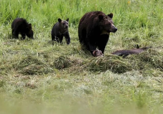 A grizzly bear and her two cubs approach the carcass of a bison in Yellowstone National Park in Wyoming, United States, July 6, 2015. (Photo by Jim Urquhart/Reuters)