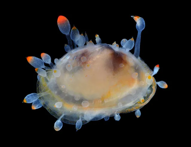 Very cute galeommatid bivalve, possibly Scintilla sp; Straits of Johore, October 2012. (Arthur Anker)