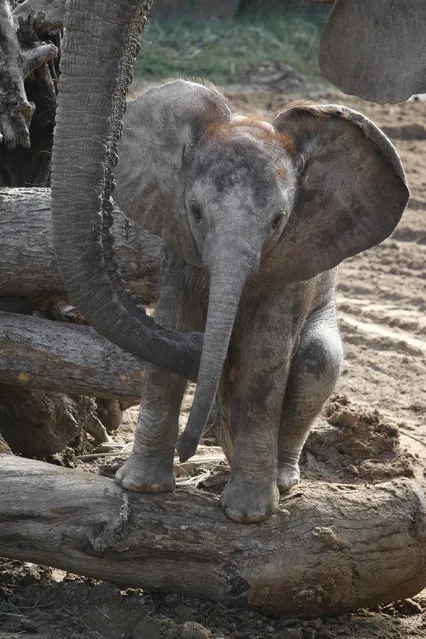 In this undated photo released by the Dallas Zoo, male baby elephant Ajabu sits along its mother Mlilo in the Giants of the Savanna exhibit at the Dallas Zoo in Dallas. The Dallas Zoo on Wednesday, October 12, 2016, announced the male calf named Ajabu has gone on public display, with his mother, in the Giants of the Savanna exhibit. Ajabu was born May 14 to Mlilo (muh-LEE'-loh). The pachyderm was pregnant when she arrived earlier this year at the Dallas Zoo. (Photo by The Dallas Zoo via AP Photo)