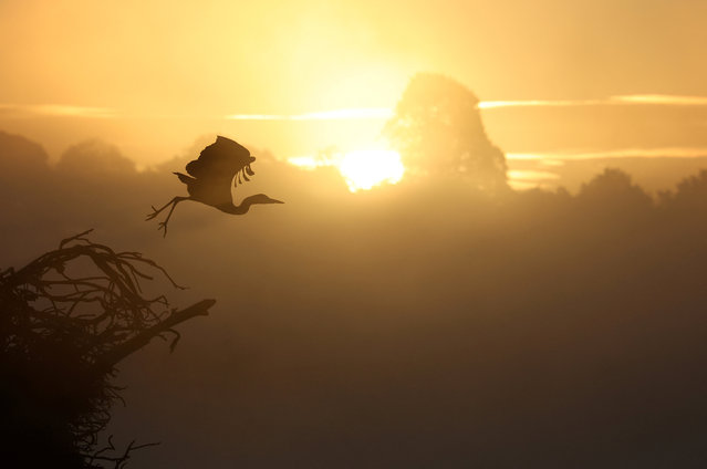 A heron takes flight during an misty early autumn sunrise, in Richmond Park, London, Britain, on September 23, 2025. (Photo by Toby Melville/Reuters)