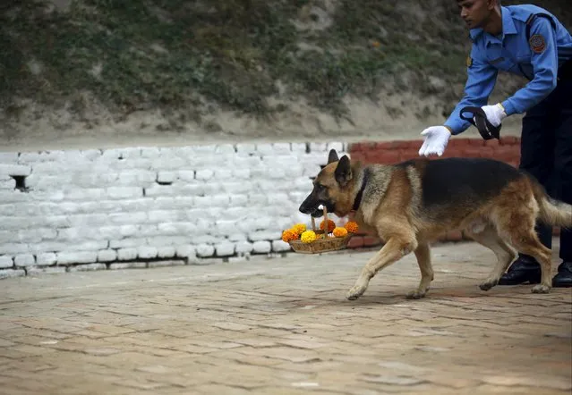 A police dog performs trick by holding a basket filled with flowers during the dog festival as part of celebrations of Tihar at Central Police Dog Training School in Kathmandu, Nepal November 10, 2015. (Photo by Navesh Chitrakar/Reuters)