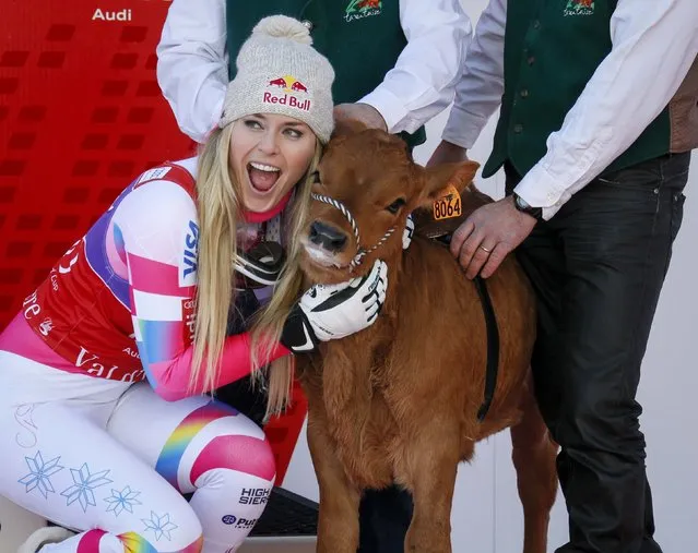 Lindsey Vonn of the U.S. poses for photographers with a cow she won as a prize after finishing first in the women's World Cup Downhill skiing race in Val d'Isere, French Alps, December 20, 2014. (Photo by Robert Pratta/Reuters)