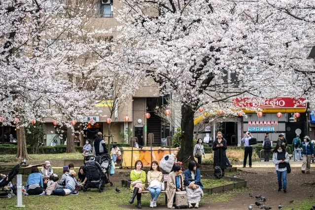 People rest under cherry blossoms in full bloom at a park in the Sumida district of Tokyo on March 22, 2023. (Photo by Philip Fong/AFP Photo)