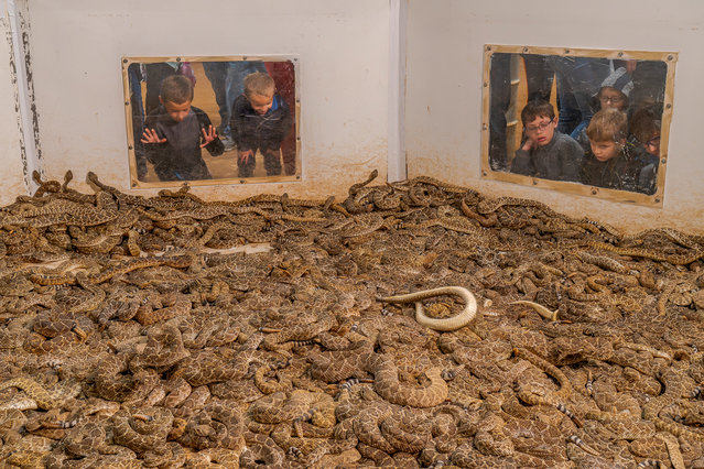 Kids watch as Western diamondback rattlesnakes are accumulated in a pit during the annual Jaycee’s Rattlesnake Round-Up in March 2020. Many of the snakes later die from decapitation, while others succumb to the weight and asphyxiation within the pit. Started in 1958, held annually in Sweetwater, Texas, the event sees hundreds of snakes captured from the wild and accumulated in pits. After measuring, sexing and extracting venom from the snakes, they are killed for their skins, which are sold along with the meat and some organs. (Photo by Javier Aznar Gonzalez de Rueda/Siena awards festival 2025)
