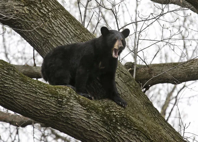 A bear crouches in a tree in a suburban area of Paramus, N.J., Monday, April 30, 2018. Authorities are waiting for the bear to come down from the tree before trying to move it to a less populated area. (Photo by Seth Wenig/AP Photo)
