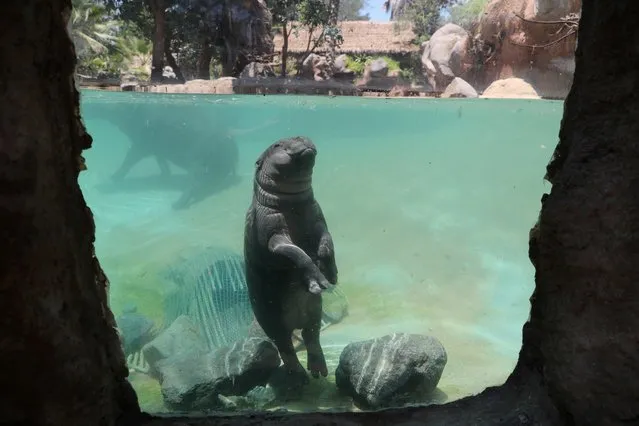 A baby pygmy hippo born in captivity swims while is displayed for the first time to the public at the Buin Zoo in Santiago, Chile on January 9, 2020. (Photo by Ivan Alvarado/Reuters)