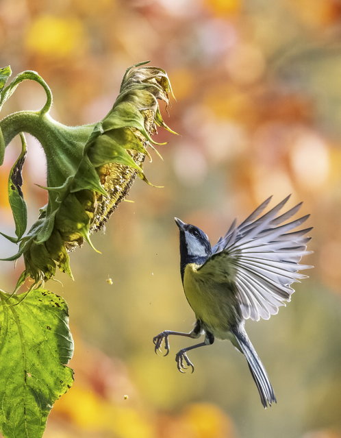 Sunflower seeds are harvested by a hungry blue tit in Shropshire, UK on November 5, 2025. (Photo by Andrew Fusek Peters/South West News Service)