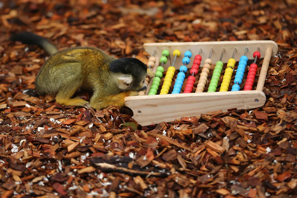 The London Zoo's Annual Stocktake of Animals