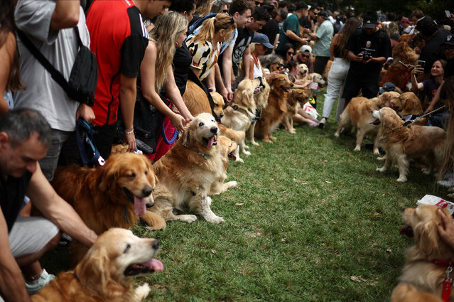 Golden Retrievers and their owners participate in a meetup seeking to break the world record for the largest gathering of the breed, in Buenos Aires, Argentina pn December 8, 2025. (Photo by Agustin Marcarian/Reuters)