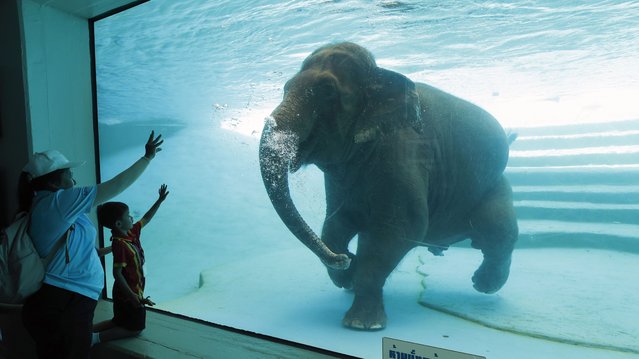 Visitors interact with an elephant performing swimming and diving inside a glass panel swimming pool at Khao Kheow Open Zoo in Chonburi province, around 113 kilometers from Bangkok, Thailand, 26 September 2024.  The elephant swimming and diving performance is held to educate visitors about pachyderm behavior as well as attracting visitors to promote the zoo.  (Photo by Rungroj Yongrit/EPA)