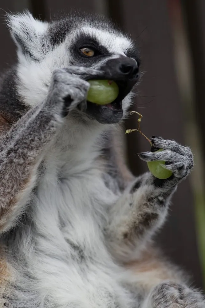Stumpy the Ring-tailed Lemur Turns 27