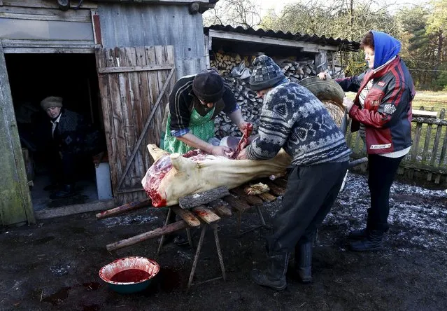 Belarussian villagers prepare to cook a pig after slaughtering it in the village of Azerany, Belarus, December 12, 2015. (Photo by Vasily Fedosenko/Reuters)