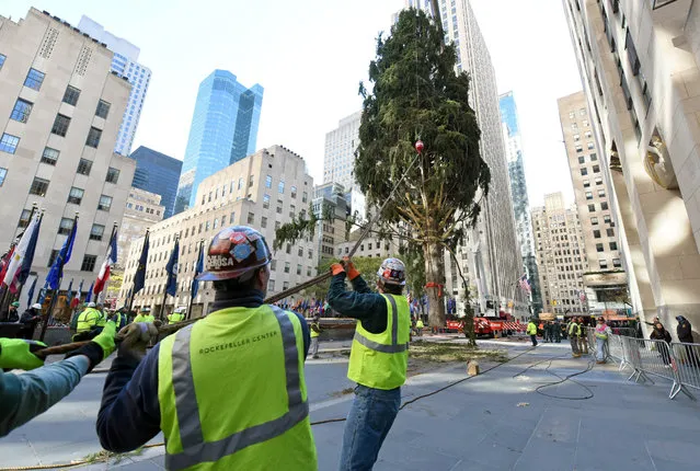 Workers raise the 94-foot Norway Spruce, from Oneonta, NY, that will become the Rockefeller Center Christmas Tree, Saturday, November 12, 2016, at Rockefeller Plaza in New York. The 84th Rockefeller Center Christmas Tree Lighting ceremony will take place on Wednesday, Nov. 30. (Photo by Diane Bondareff/AP Images for Tishman Speyer)