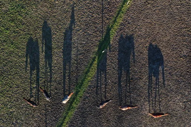 This aerial picture taken on January 25, 2021 shows shadows of horses in their meadow in Saint-Gondran, western France. (Photo by Damien Meyer/AFP Photo)
