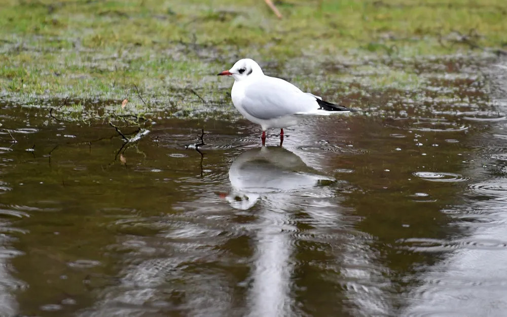 Simply Some Photos: Reflections