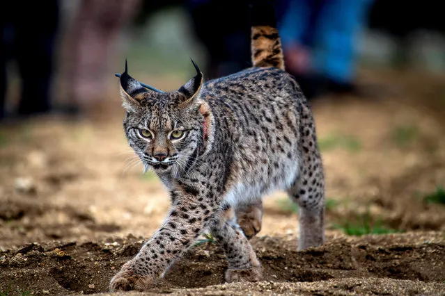 An Iberian lynx runs free after its release in the Mountains of Toledo, central Spain, 02 March 2021. The two lynx named “Rwanda” and “Rubens” from the raising center “La Olivilla” in Jaen were released into the wilderness near Polan, a municipality in the province of Toledo. (Photo by Ismael Herrero/EPA/EFE)