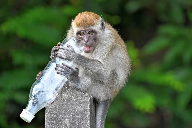 A macaque monkey chews on a plastic bottle discarded along the Kuala Lumpur-Karak highway in Kuala Lumpur on June 6, 2023. (Photo by Mohd Rasfan/AFP Photo)