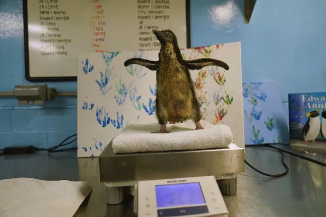The newest member of Shedd Aquarium's penguin population, a southern rockhopper chick who hatched on June 16, is weighed during a daily wellness exam, Thursday, July 13, 2023, in Chicago. The chick's parents, Edward and Annie, became famous in 2020 as part of the aquarium's “field trips”, where penguins would visit locations such as the nearby Field Museum and Soldier Field while the aquarium was closed during the pandemic. (Photo by Erin Hooley/AP Photo)