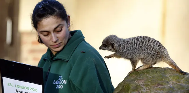 Keeper Veronica Heldt moves her counting clip board as Meerkats look for food around her during the annual stocktake press preview at London Zoo in Regents Park in London Monday, January 4, 2016. (Photo by Alastair Grant/AP Photo)