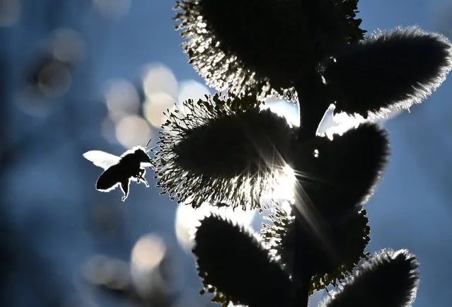 A bee approaching the flowers of a willow in Otzberg, Germany on February 28, 2021. Willow catkins are a protected species and one of the first sources of food for insects in early spring. (Photo by Arne Dedert/DPA)
