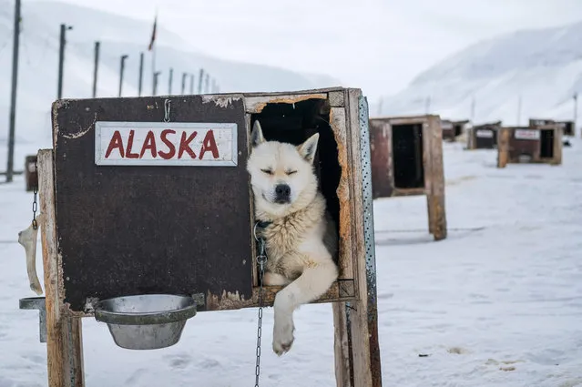 A sled dog named Alaska is pictured on May 4, 2022, near Longyearbyen, located on Spitsbergen island, in Svalbard Archipelago, northern Norway. (Photo by Jonathan Nackstrand/AFP Photo)